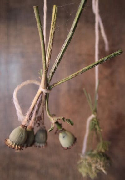 Poppy pods dried and hanging - Pagan Club Network
